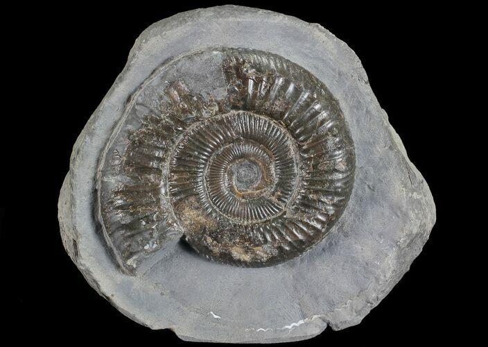 Dactylioceras Ammonite Stand Up - England #68151